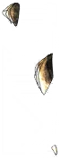 0143_vegetam_143_effect14_6.webp