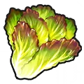 Fresh Lettuce